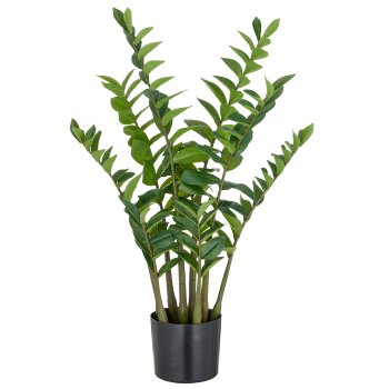Zamifolia x9, 166 Bl. aus PEVA, 90cm, grün, im Topf Ø17x14,5cm