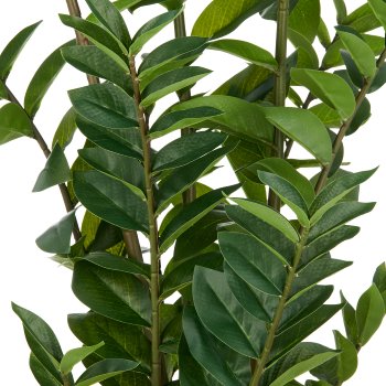 Zamifolia x11, 220 Bl. aus PEVA, 110cm, grün, im Topf Ø17x14,5cm