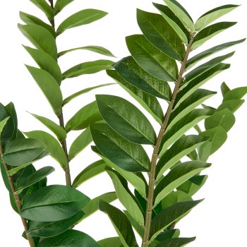 Zamifolia x13, 330 Bl. aus PEVA, 130cm, grün, im Topf Ø19,5x17,5cm
