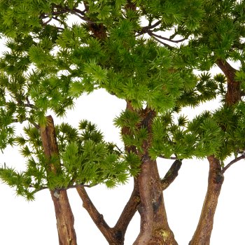 Bonsai Larix x5, approx. 53x50cm, in black plastic tray 28x19.5x7.5cm