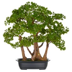 Bonsai Larix x5, approx. 53x50cm, in black plastic tray 28x19.5x7.5cm