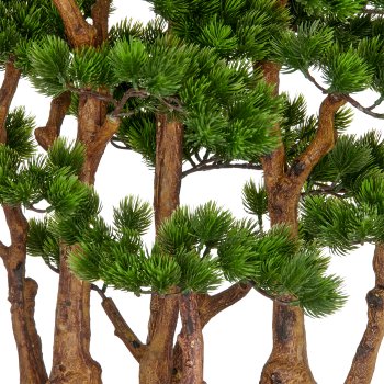 Bonsai pine x7, approx. 60x60cm, in black plastic tray 33x23x8cm