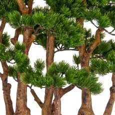 Bonsai pine x7, approx. 60x60cm, in black plastic tray 33x23x8cm