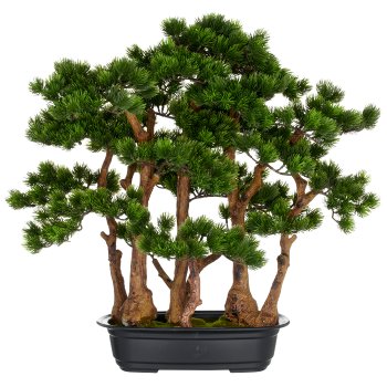 Bonsai pine x7, approx. 60x60cm, in black plastic tray 33x23x8cm