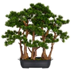 Bonsai pine x7, approx. 60x60cm, in black plastic tray 33x23x8cm