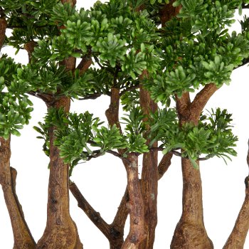 Bonsai Teeblatt x7, 60x60cm, grün, in schwarzer Kunststoffschale 33x23x8cm