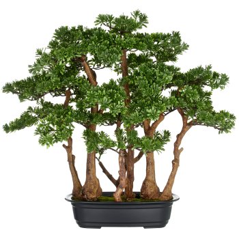 Bonsai Teeblatt x7, 60x60cm, grün, in schwarzer Kunststoffschale 33x23x8cm