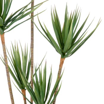 Dracaena draco x5, ca 165cm, grün, im Kunststofftopf 15x13cm, UV-beständig
