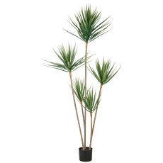 Dracaena draco x5, approx 165cm, green, in plastic pot 15x13cm, UV-resistant