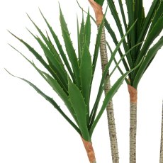 Agave x5, approx. 120cm, green, in plastic pot 15x13cm, UV-resistant