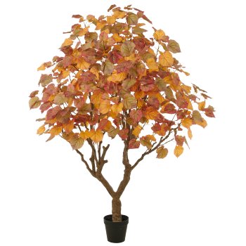 Banyan tree, in plastic pot 28x25.5cm