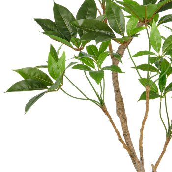 Indoor aralia, approx. 150cm, green, in plastic pot 17x15cm, n.d.p.