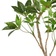 Indoor aralia, approx. 150cm, green, in plastic pot 17x15cm, n.d.p.