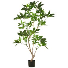Indoor aralia, approx. 150cm, green, in plastic pot 17x15cm, n.d.p.