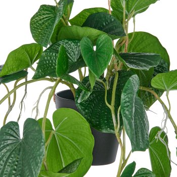 Peperomia caperata x10, approx 70cm, green, in plastic hanging pot 12.5x11cm with