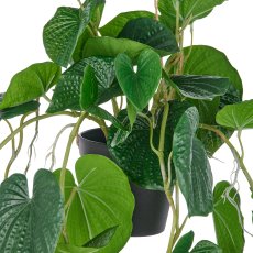 Peperomia caperata x10, approx 70cm, green, in plastic hanging pot 12.5x11cm with