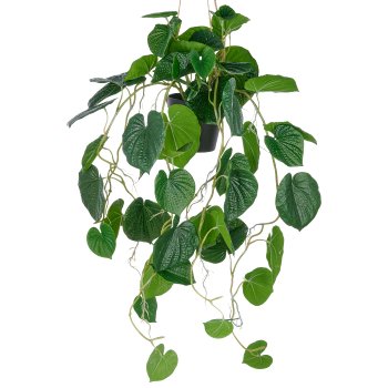 Peperomia caperata x10, approx 70cm, green, in plastic hanging pot 12.5x11cm with