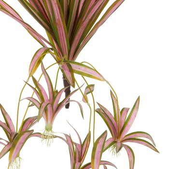 Chlorophytum x6, 27 Blätter, 45/90cm, grün-rosa