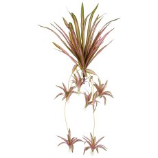 Chlorophytum x6, 27 leaves, 45/90cm, green-pale pink