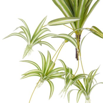 Chlorophytum x6, 27 Blätter, 45/90cm, grün-weiß