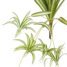Chlorophytum x6, 27 Blätter, 45/90cm, grün-weiß
