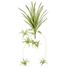Chlorophytum x6, 27 leaves, 45/90cm, green-white