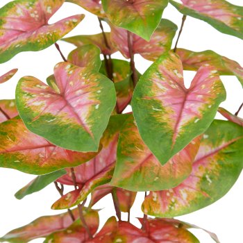 Caladium Pflanze x33 Bl., 40cm, grün-rosa, im Kunststofftopf 9,5x8,5cm