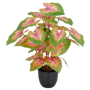 Caladium Pflanze x33 Bl., 40cm, grün-rosa, im Kunststofftopf 9,5x8,5cm