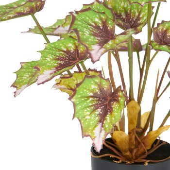 Begonia rex Silver Queen x23 leaves, 30cm, green, in plastic pot 9.5x8.5cm