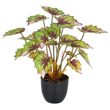 Begonia rex Silver Queen x23 leaves, 30cm, green, in plastic pot 9.5x8.5cm