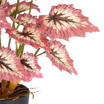 Begonia rex Red Tango x23 Bl., 30cm, rot-creme, im Kunststofftopf 9,5x8,5cm