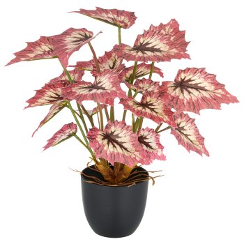Begonia rex Red Tango x23 Bl., 30cm, rot-creme, im Kunststofftopf 9,5x8,5cm
