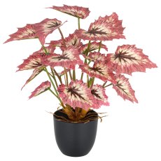 Begonia rex Red Tango x23 Bl., 30cm, rot-creme, im Kunststofftopf 9,5x8,5cm
