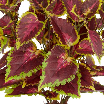 Coleus Kong red x98 Bl., 40cm, rot-creme, im Kunststofftopf 11,5x10,5cm