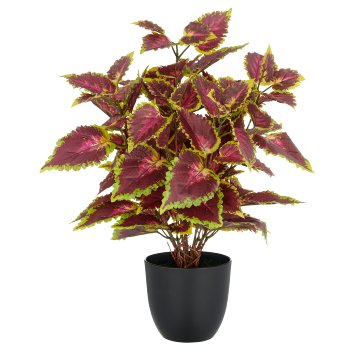 Coleus Kong red x98 Bl., 40cm, rot-creme, im Kunststofftopf 11,5x10,5cm