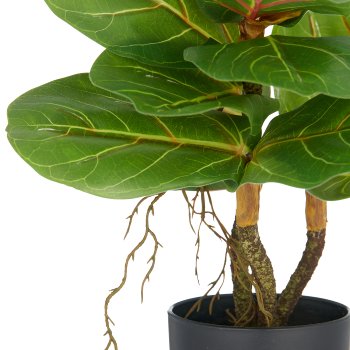 Ficus lyrata x3, 34cm, grün, im Kunststofftopf 9,5x8,5cm