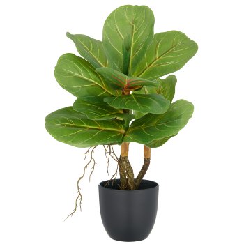 Ficus lyrata x3, 34cm, grün, im Kunststofftopf 9,5x8,5cm
