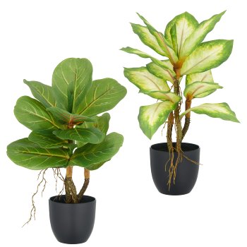 Ficus lyrata/Dieffenbachia, 34cm, grün, SET 2 im Kunststofftopf 9,5x8,5cm