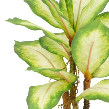 Dieffenbachia x3, 34cm, green, in plastic pot 9.5x8.5cm