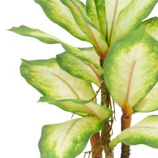 Dieffenbachia x3, 34cm, green, in plastic pot 9.5x8.5cm