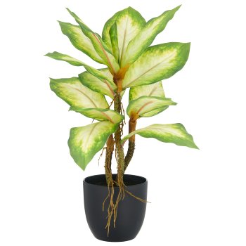 Dieffenbachia x3, 34cm, green, in plastic pot 9.5x8.5cm