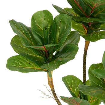 Ficus lyrata x3, 65cm, grün, im Kunststofftopf 14x13cm