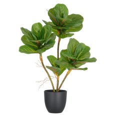 Ficus lyrata x3, 65cm, grün, im Kunststofftopf 14x13cm