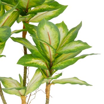 Dieffenbachia x3, 65cm, green, in plastic pot 14x13cm