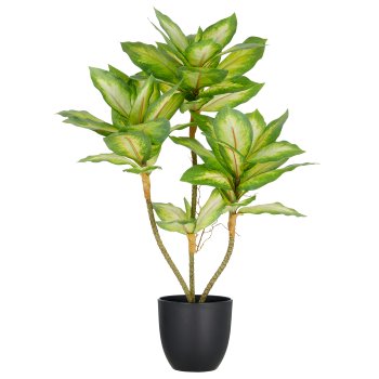 Dieffenbachia x3, 65cm, green, in plastic pot 14x13cm