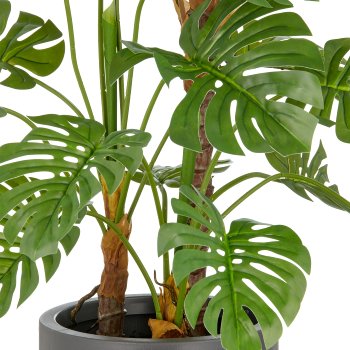 Split Philodendron x3, 29 Bl., 100cm, grün, im grauen Kunststofftopf 21,5x21,5cm