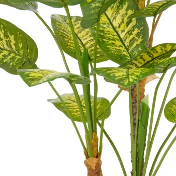 Dieffenbachia x3, 29 leaves, 100cm, green, in grey plastic pot 21.5x21.5cm