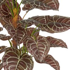 Anthurium Zara x3, 29 Bl., 100cm, grün-braun, im grauen Kunststofftopf 21,5x21,5cm