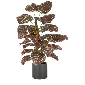 Anthurium Zara x3, 29 Bl., 100cm, grün-braun, im grauen Kunststofftopf 21,5x21,5cm