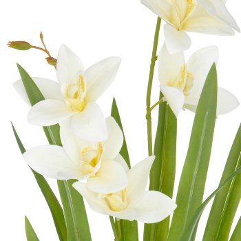 Cymbidium x2, 55cm, weiß, im Kunststofftopf 11,5x10,5cm